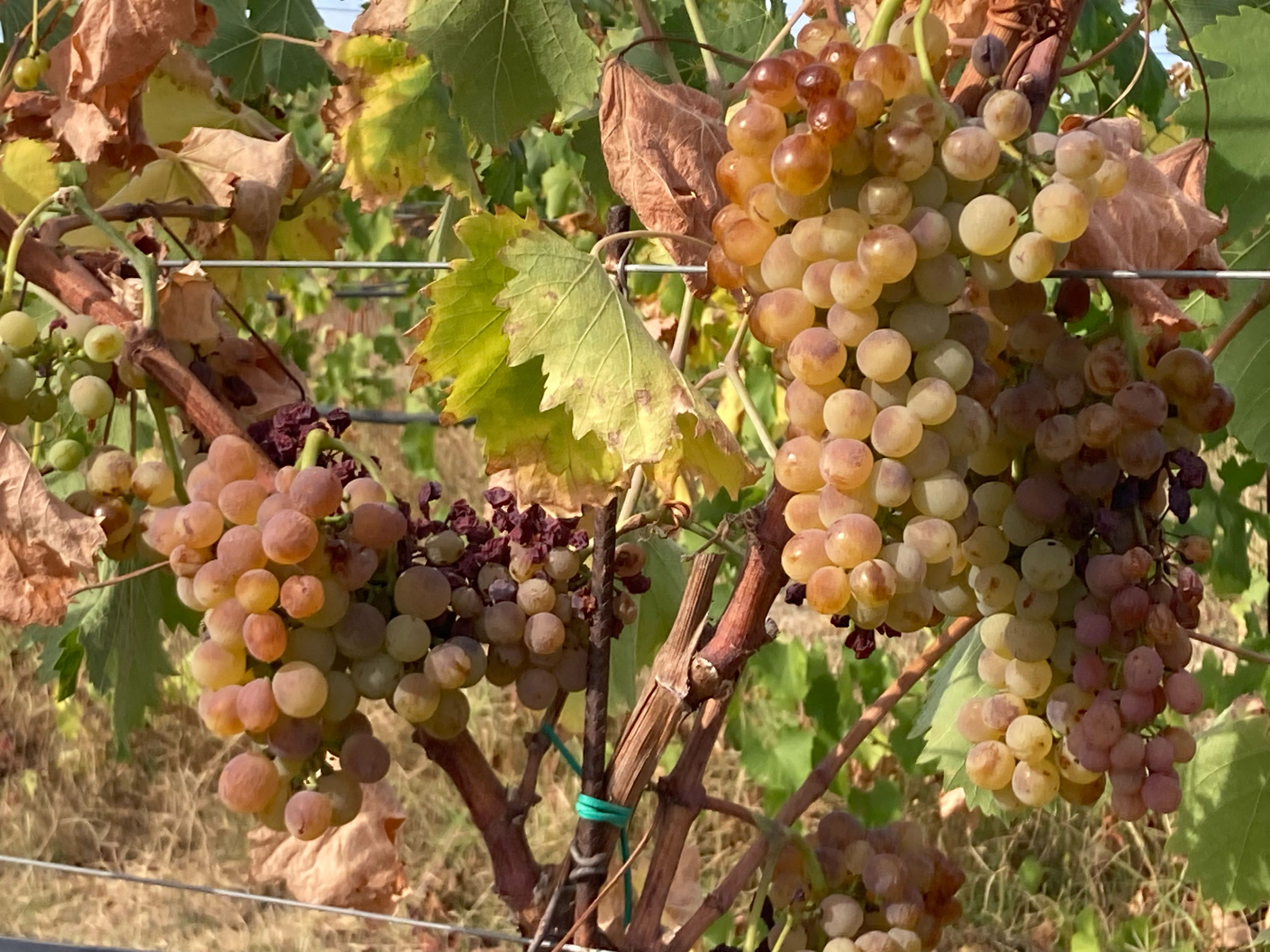 Vini autentici che rispecchiano il territorio